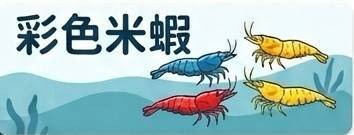 彩色米蝦