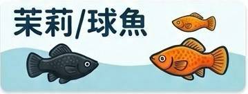 茉莉/球魚