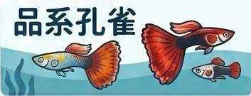 品系孔雀