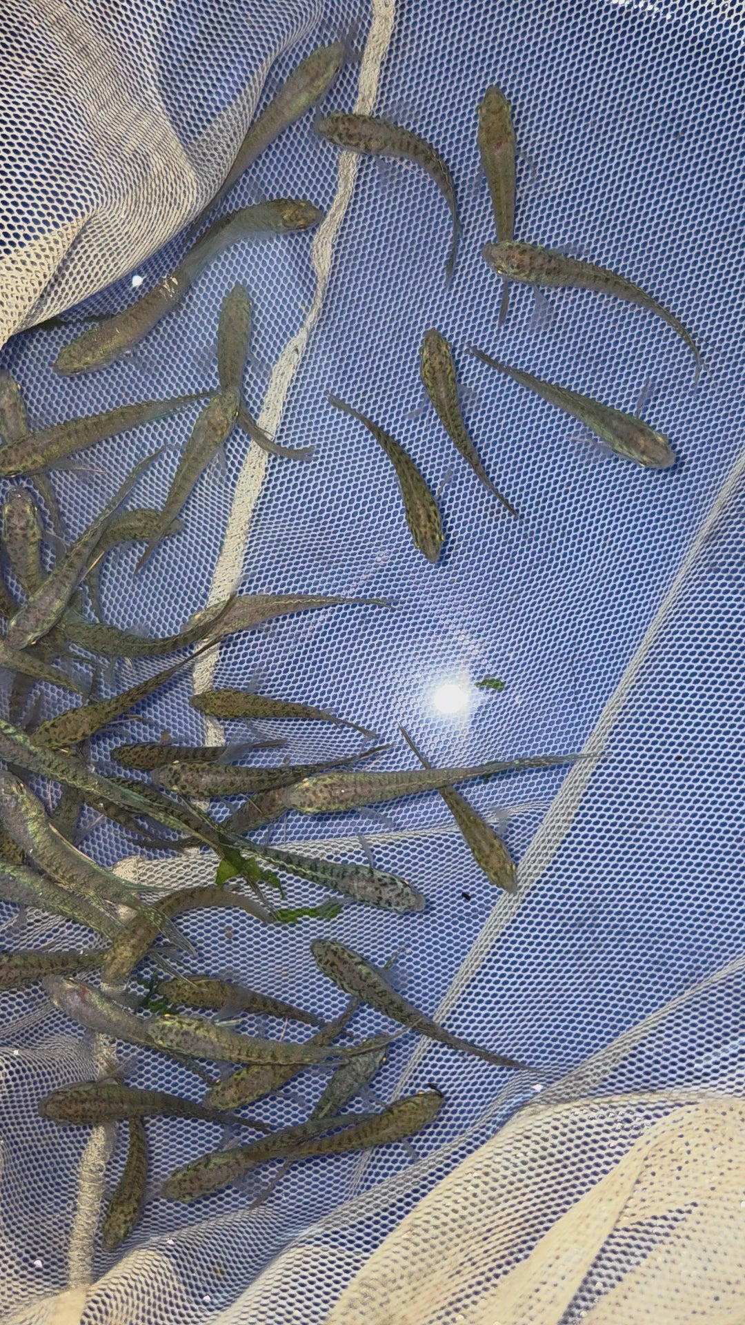 彩兔（蓋班鬥魚）