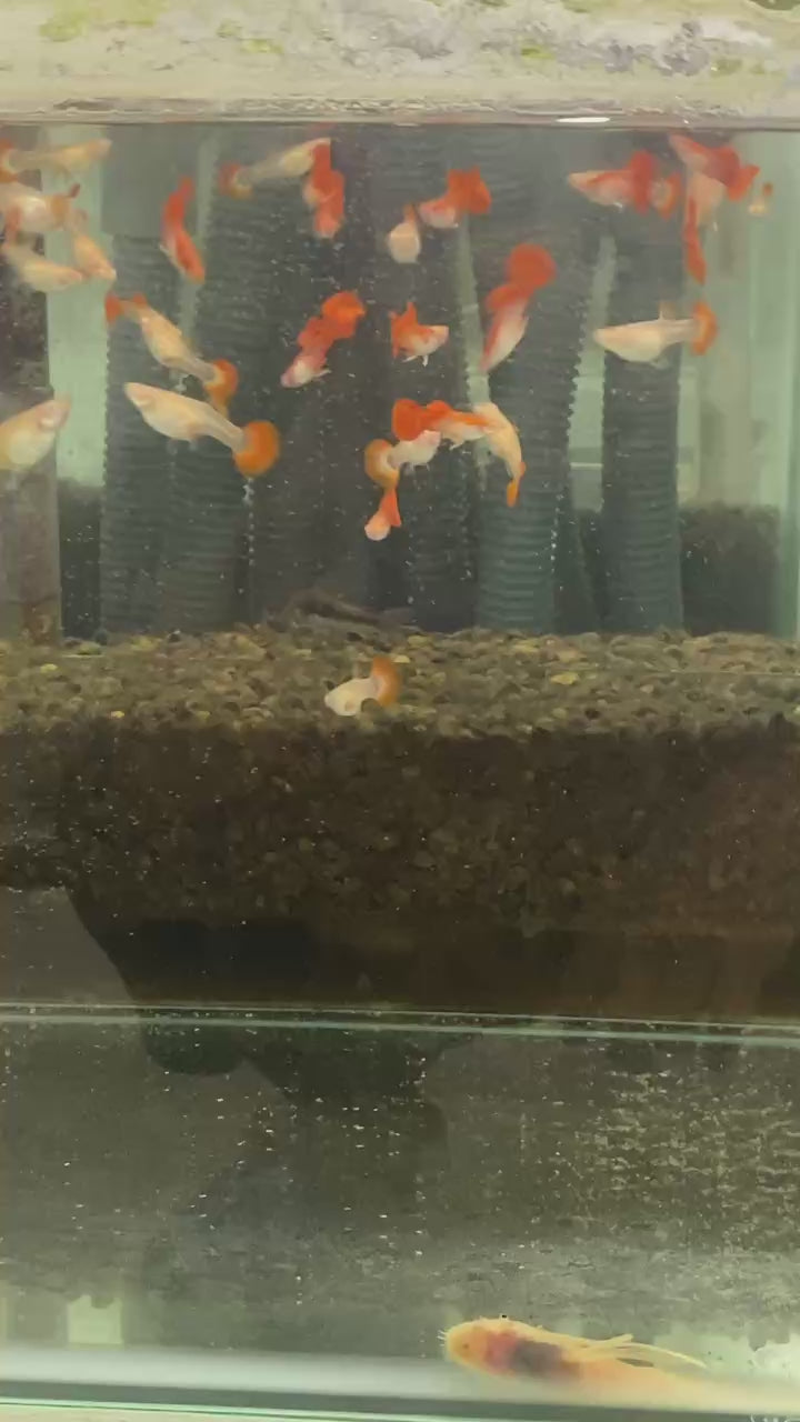紅玫瑰白子3對