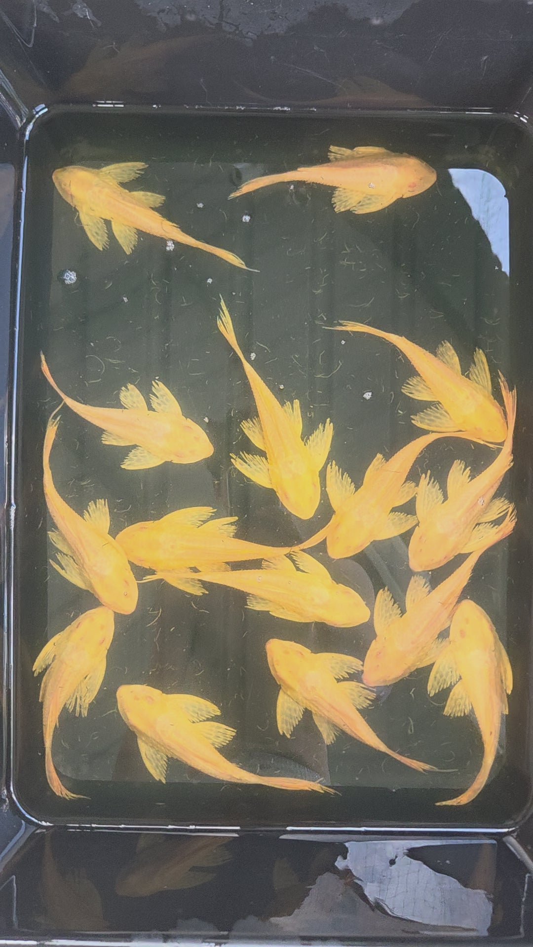女王異形（除藻專家）