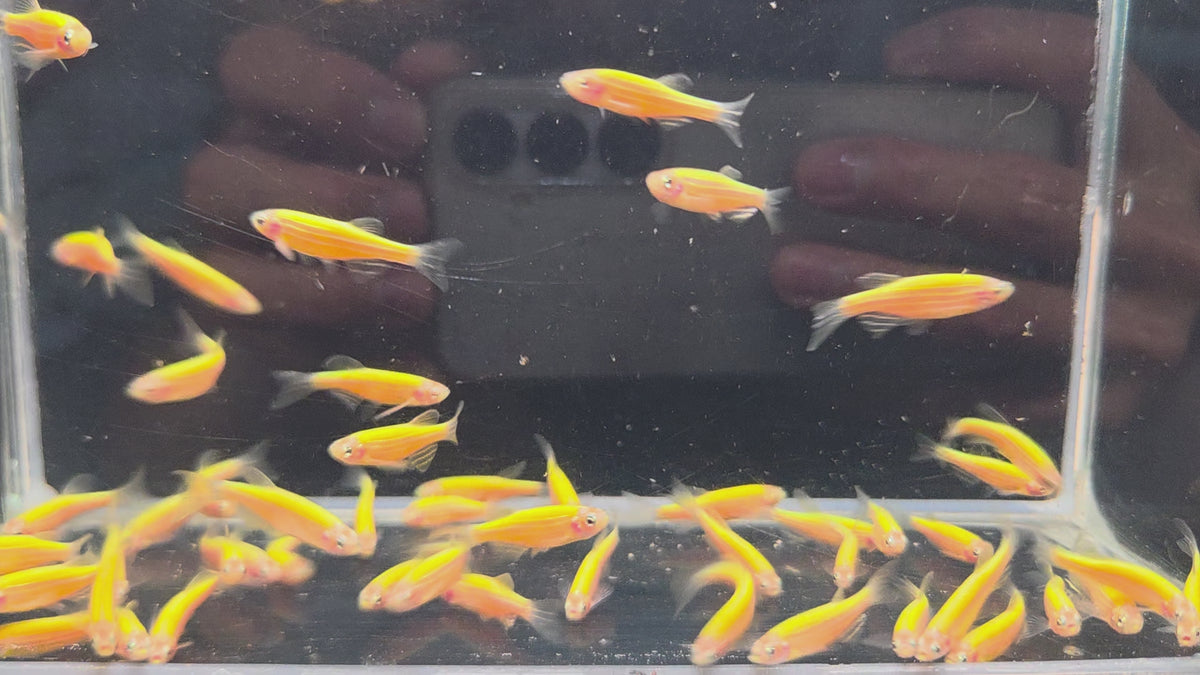 黃金仙子