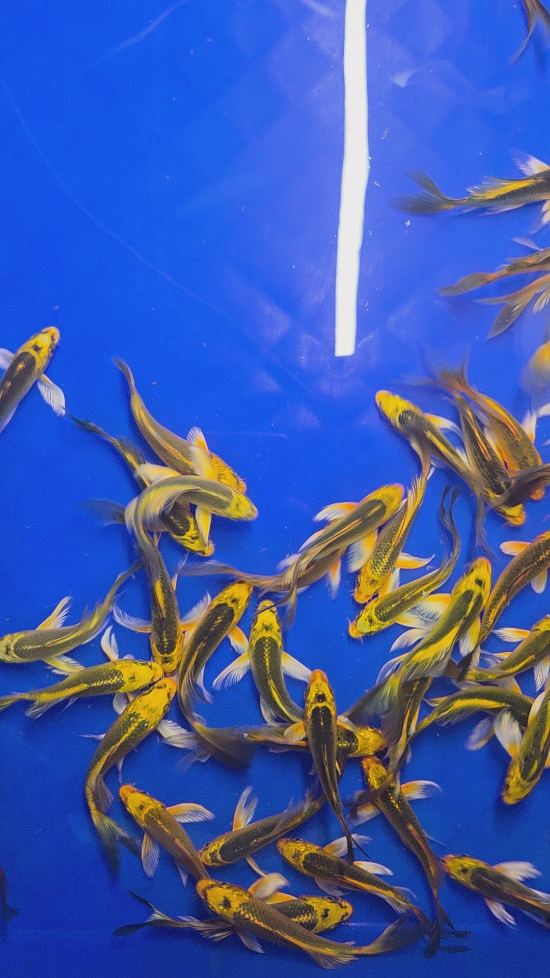 古銅蝴蝶龍鯉