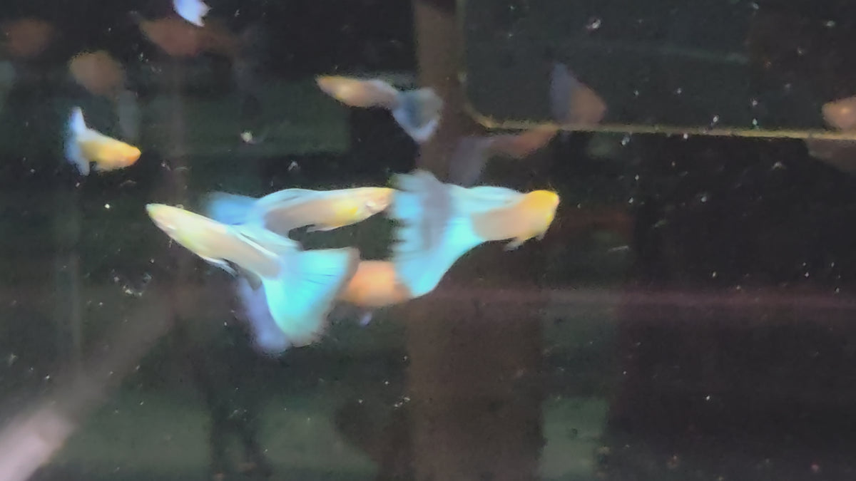 天空藍白子3對