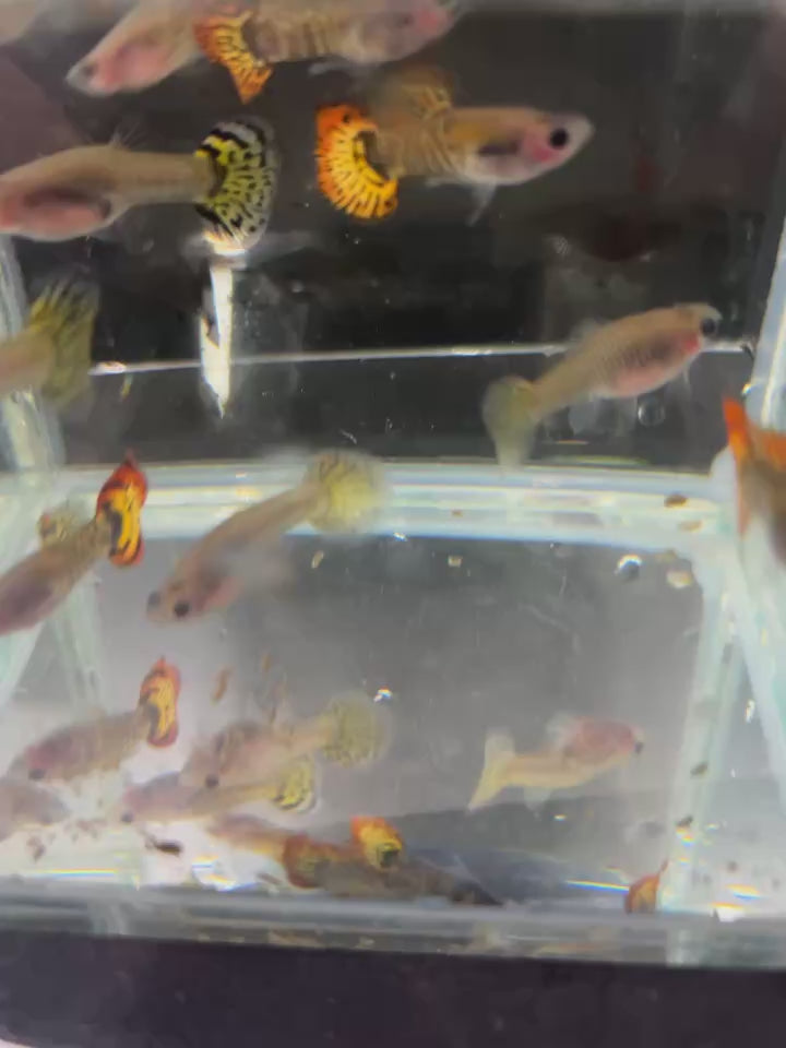 老虎玻璃肚3對