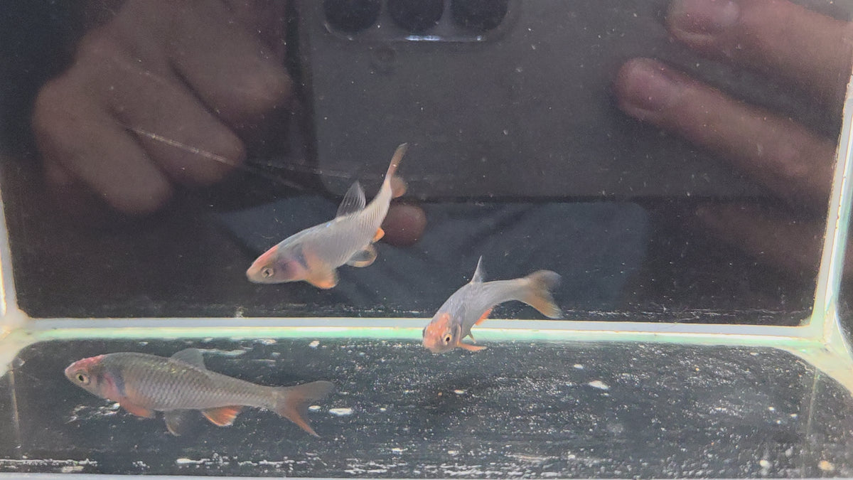 彩虹精靈（公）