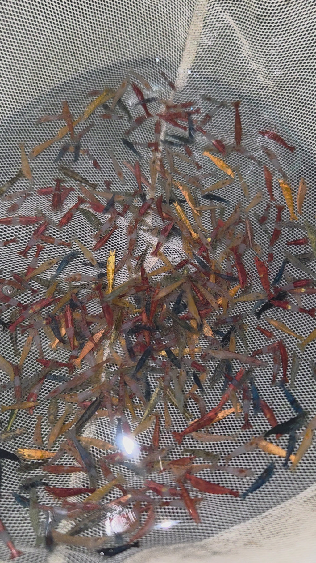 綜合米蝦100隻