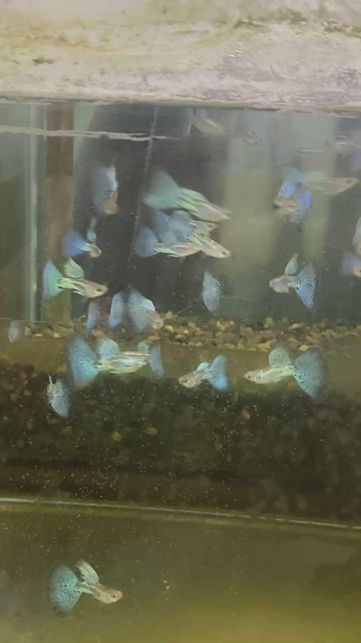 藍草尾1對