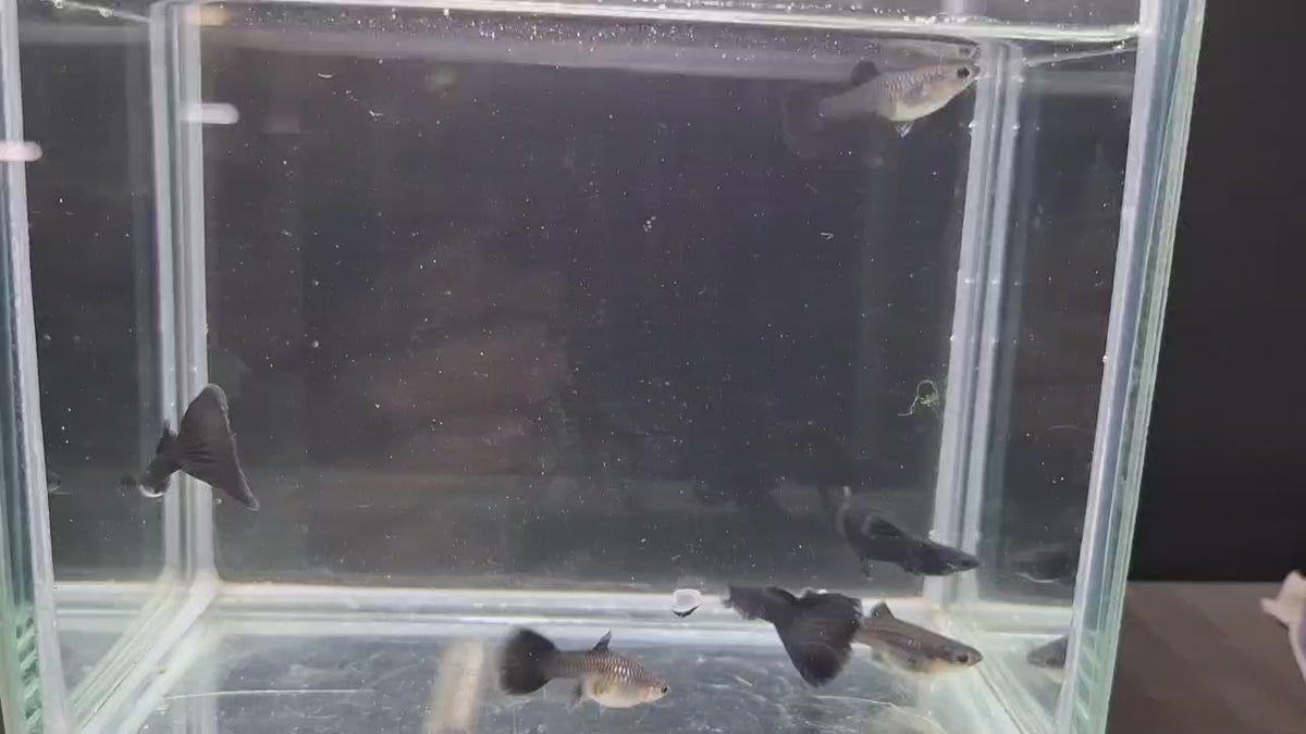 黑木炭3對