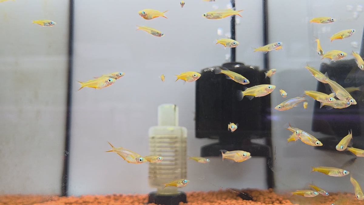 七彩稻田魚