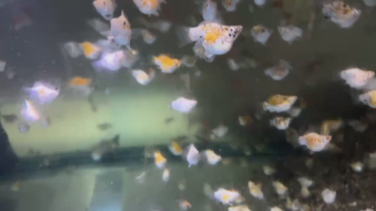 巧克力花球