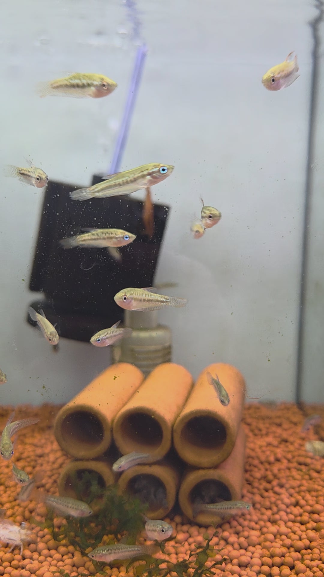 珍珠小麗麗（扣扣魚）