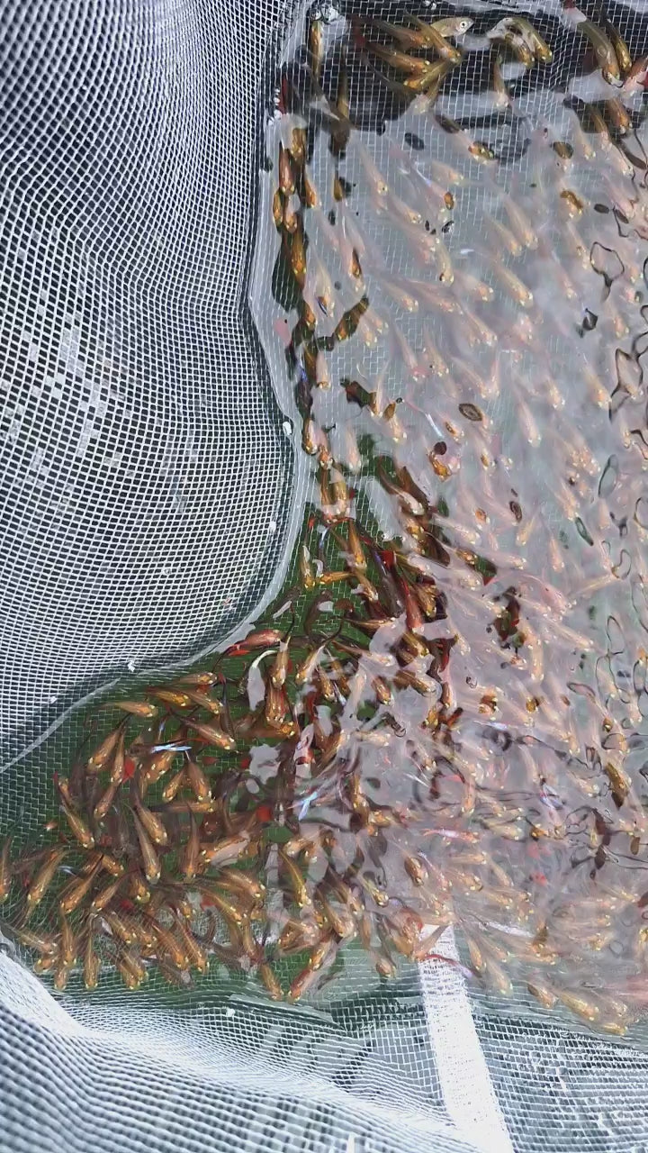 一元孔雀（100隻一組）