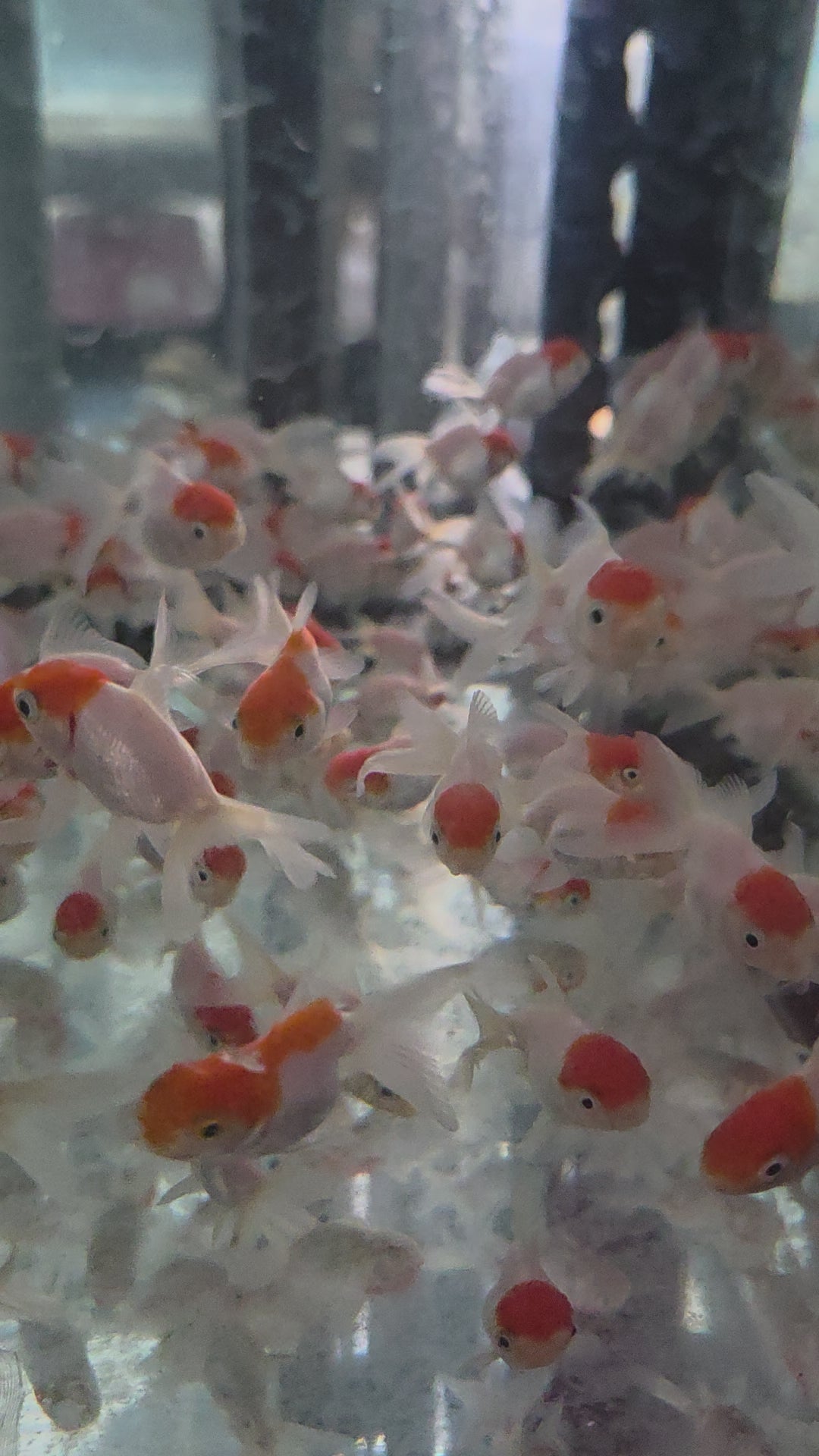 小紅帽金魚
