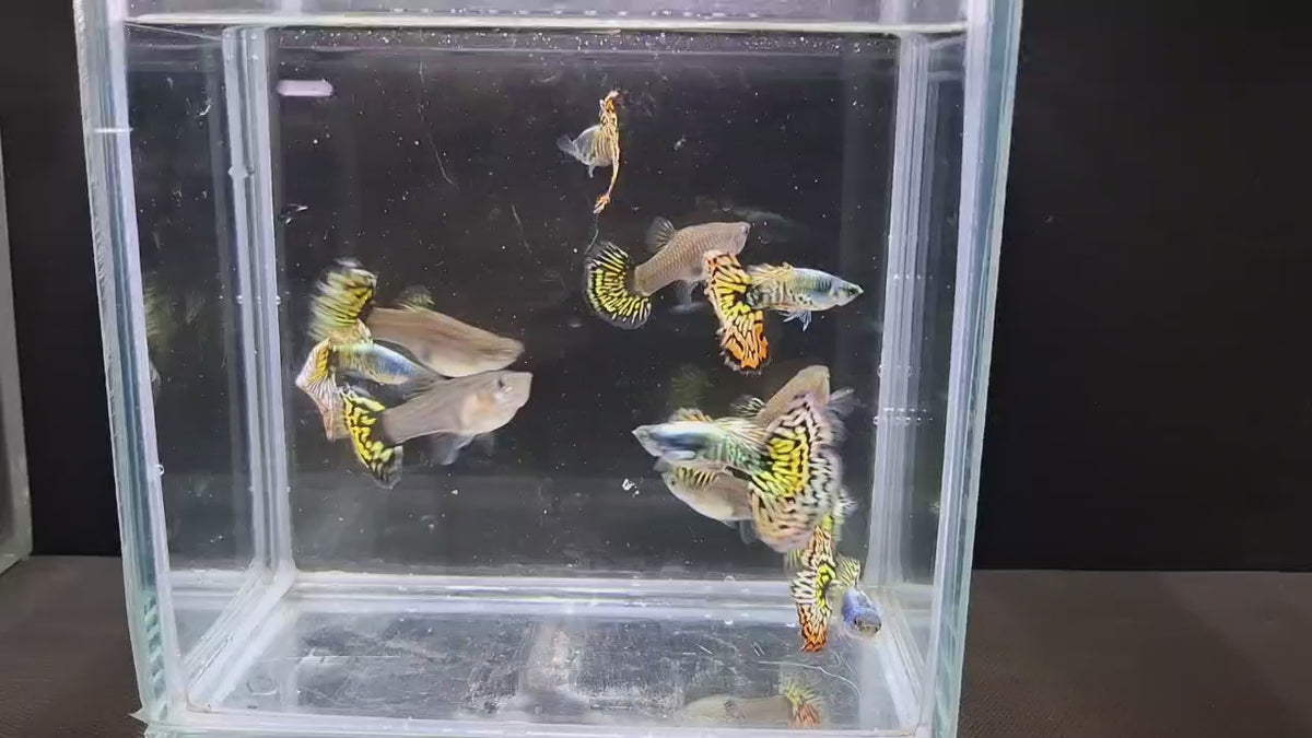 銀河馬賽克3對