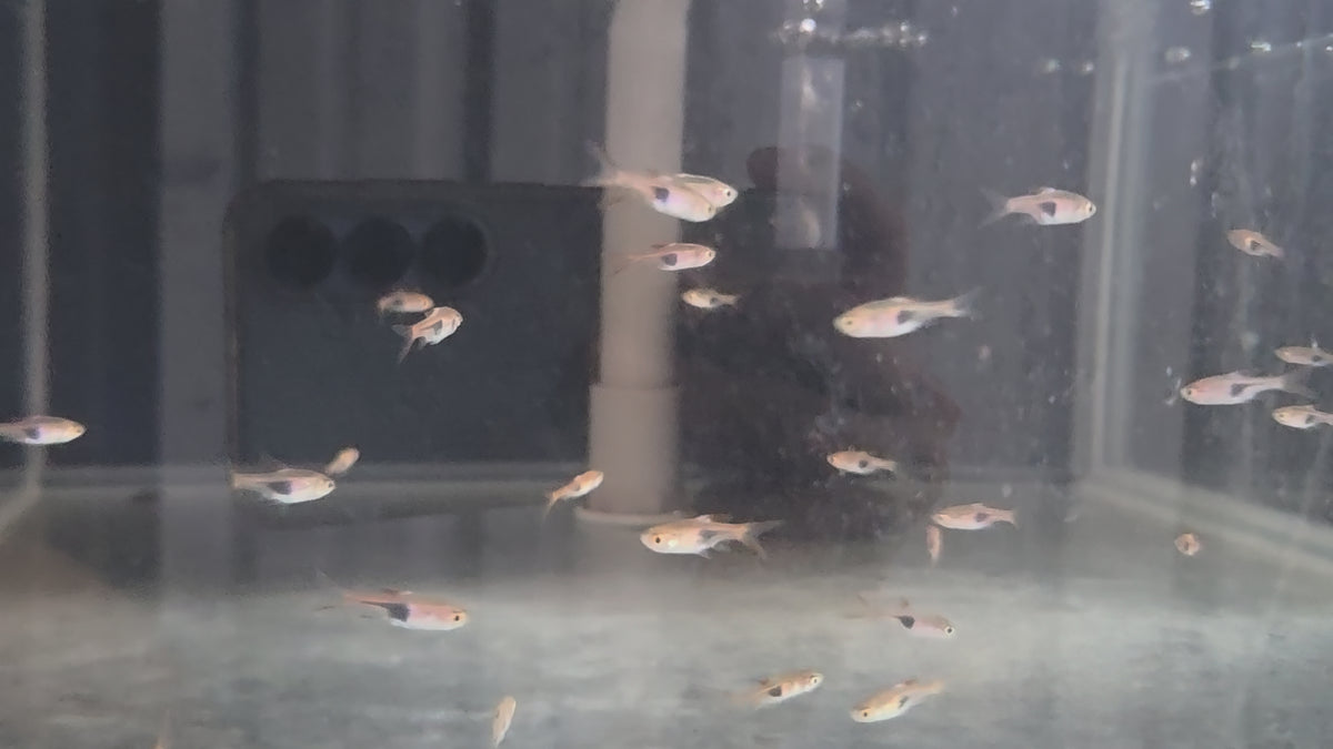 金三角燈