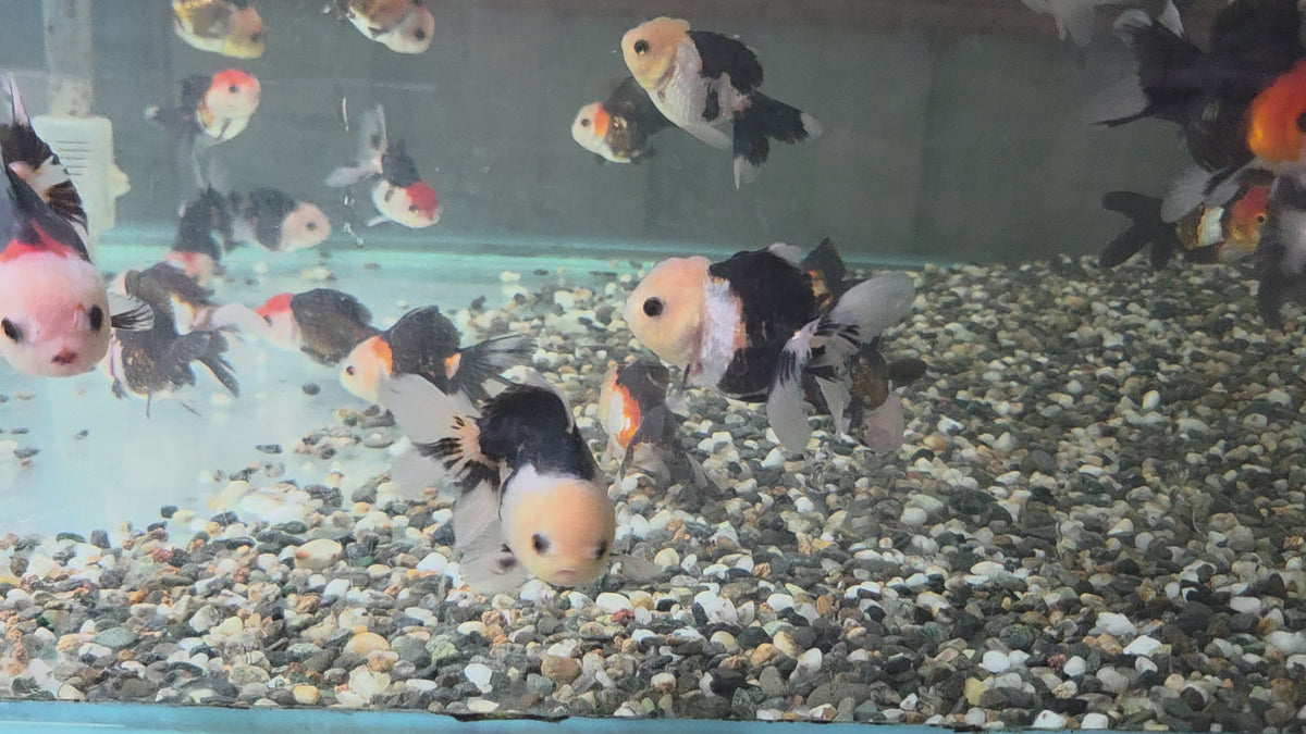 三色瑪莉泰獅