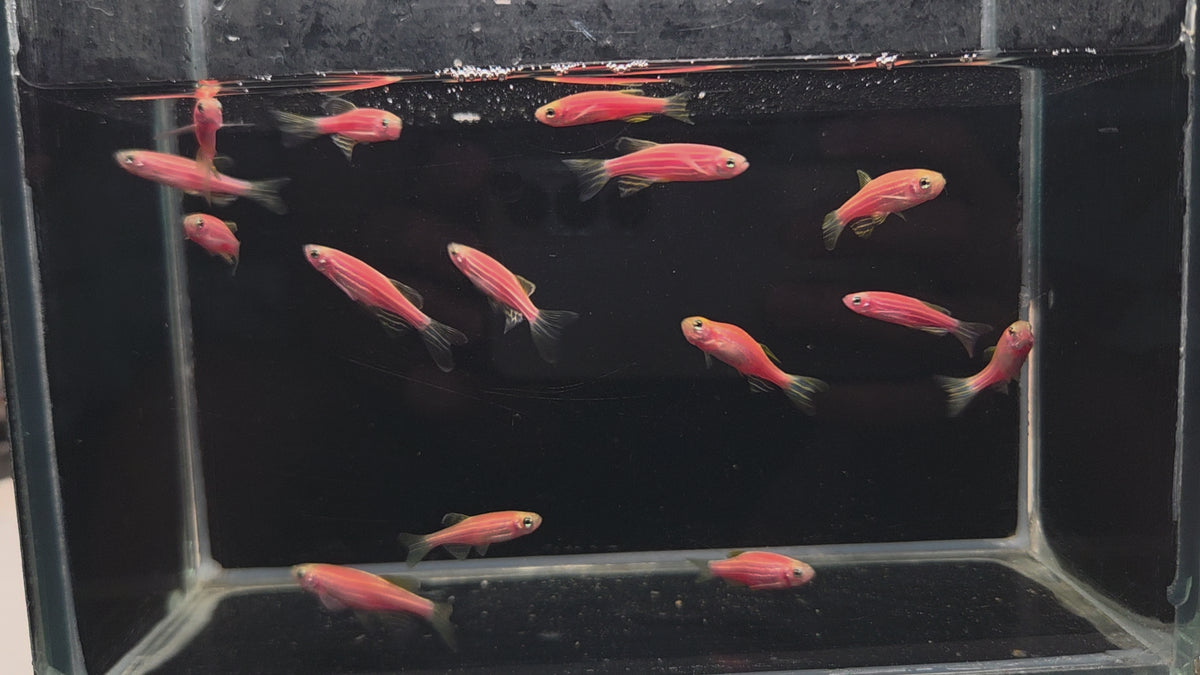 粉紅仙子10隻