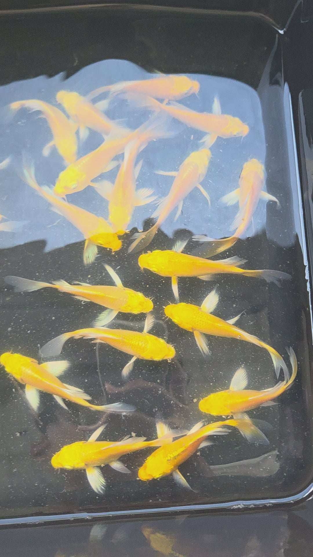黃金蝴蝶龍鯉
