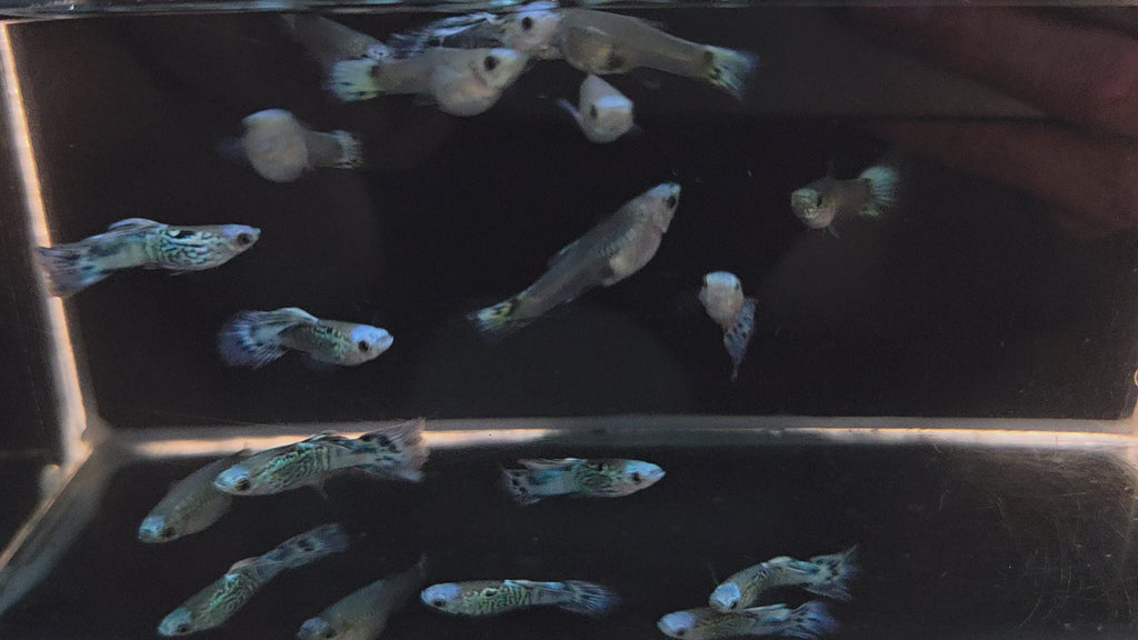 藍蛇紋丹頂孔雀一對