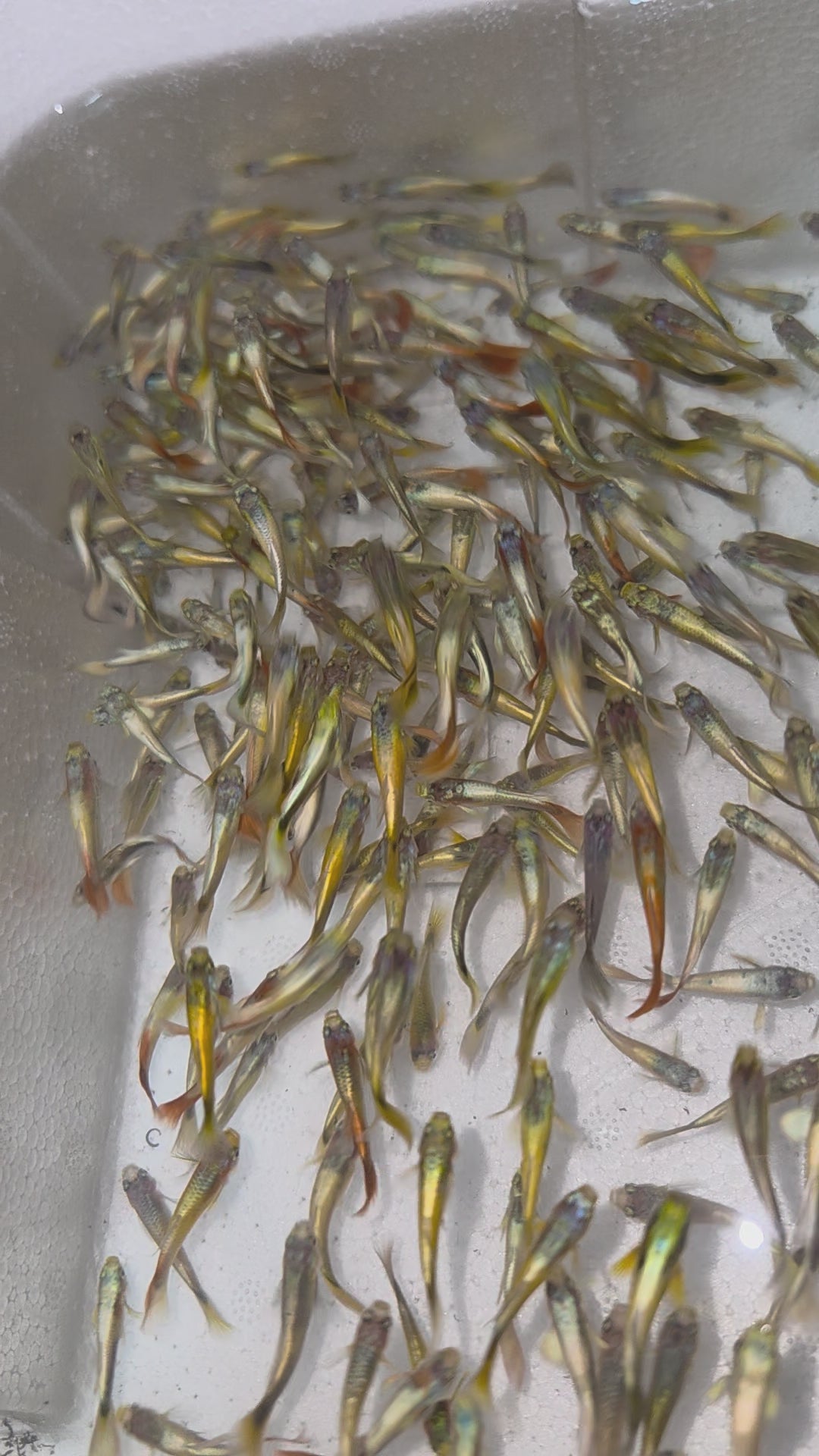 黃金孔雀魚25隻一組