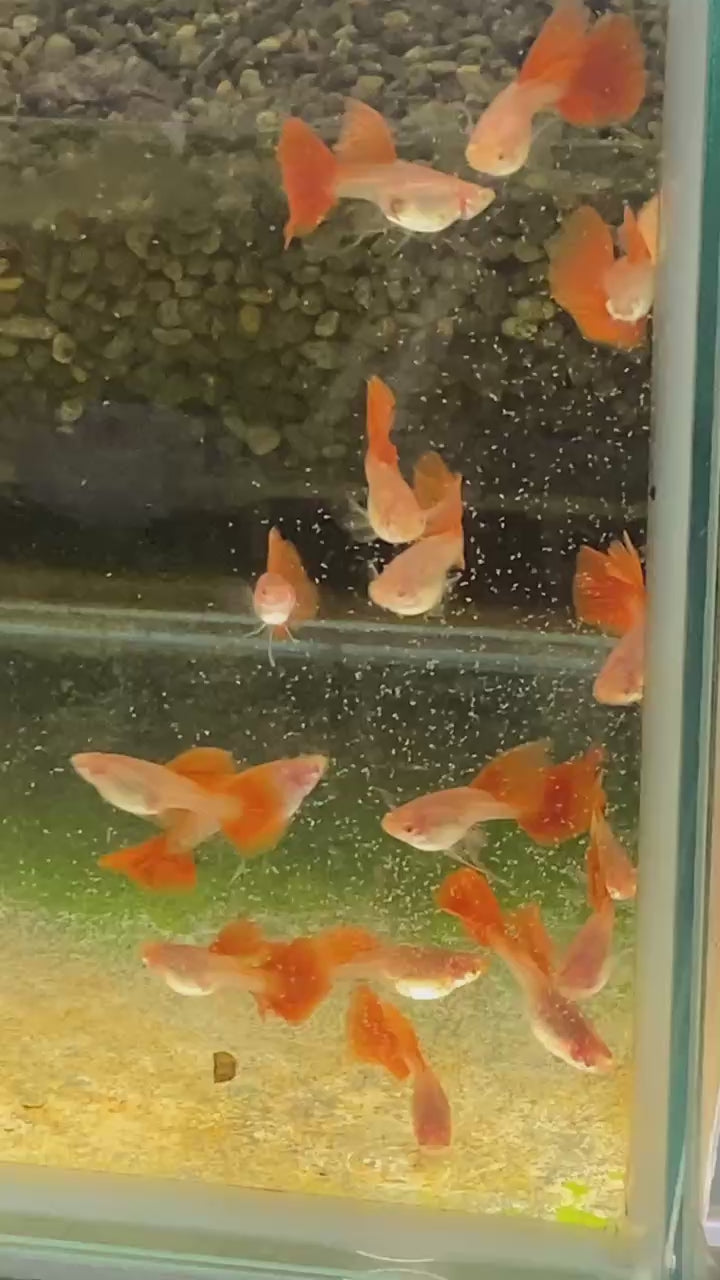 全紅白子大背緞帶1組