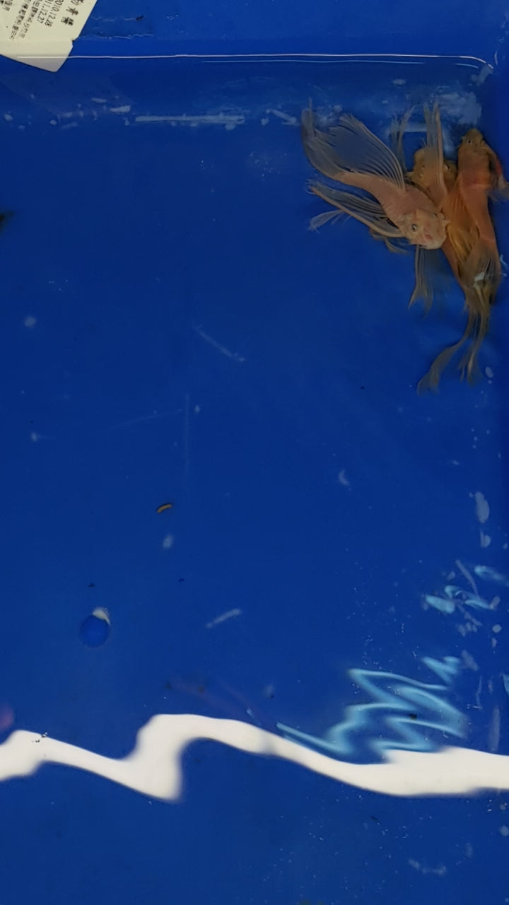 藍眼大帆一對