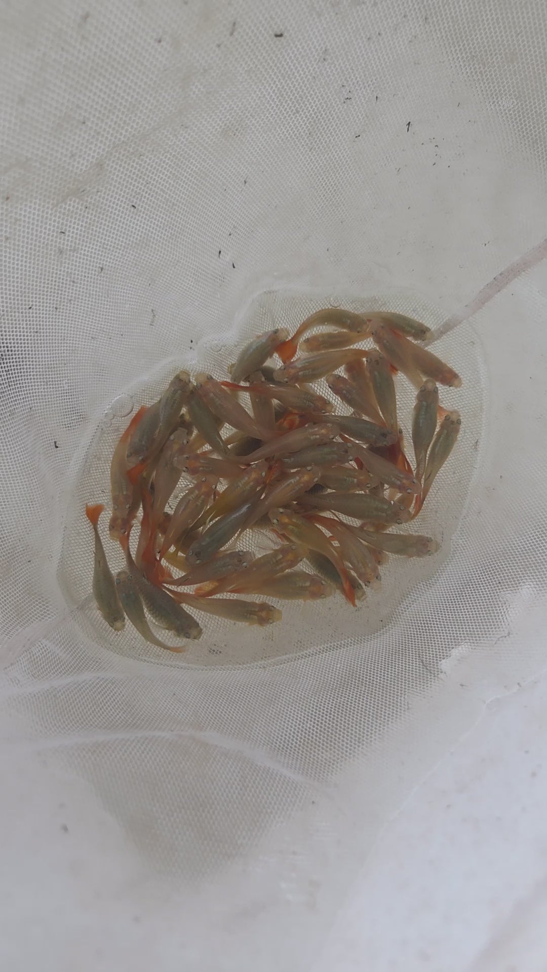 特大母孔雀（孔雀王）6隻