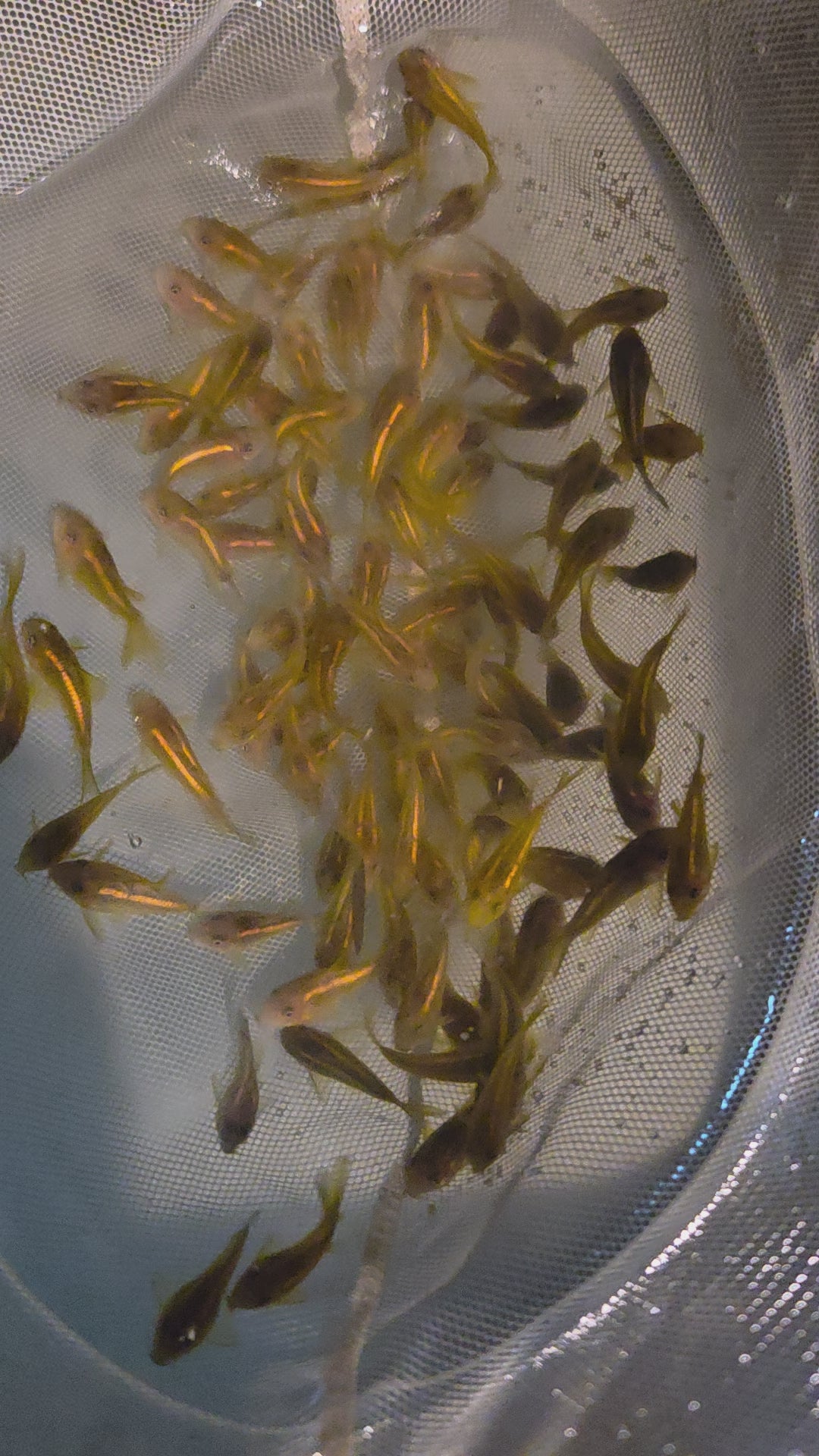 金線綠鼠