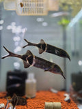 小海豚（象鼻魚）