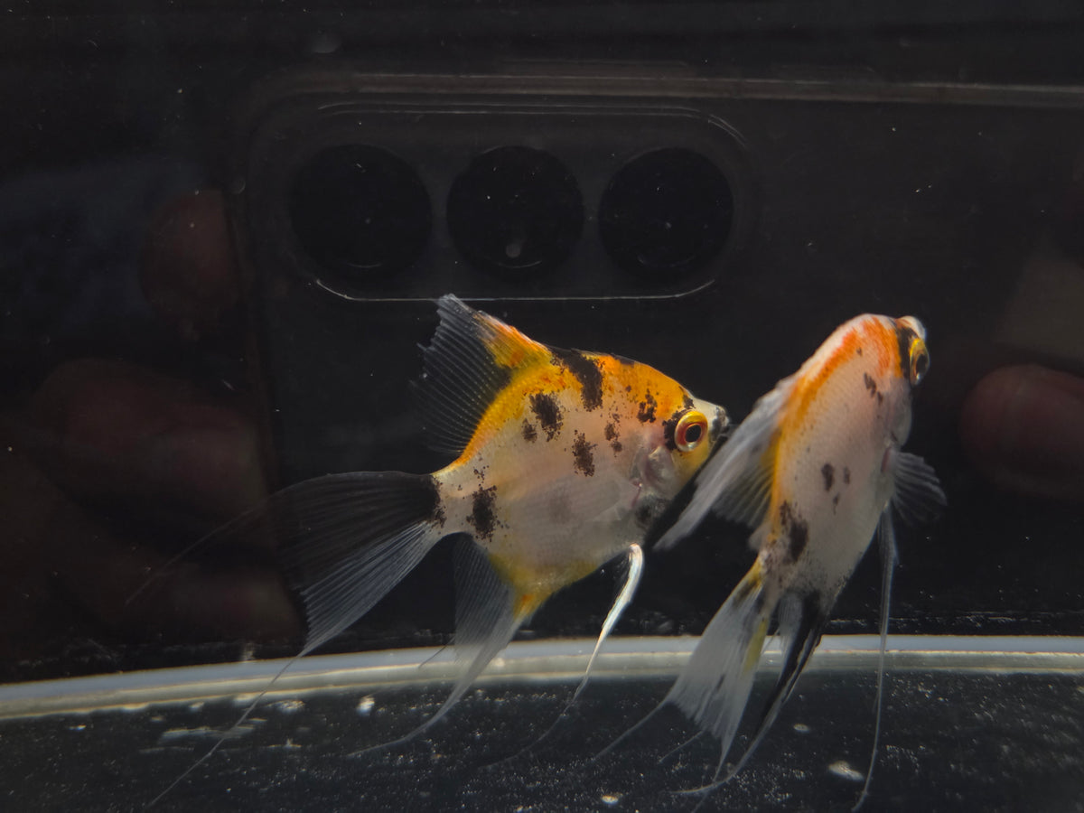 紅魔鬼神仙