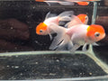 小紅帽金魚3隻