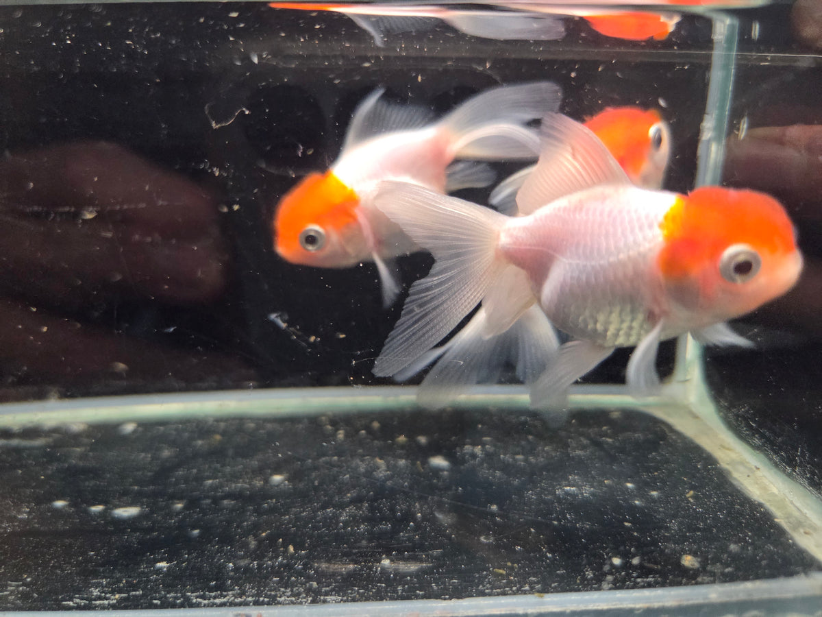 小紅帽金魚3隻