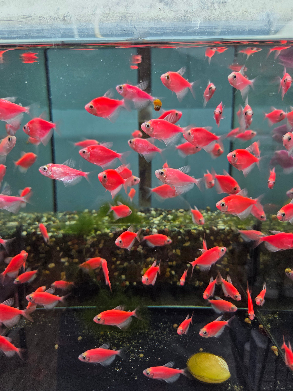 紅磚6隻