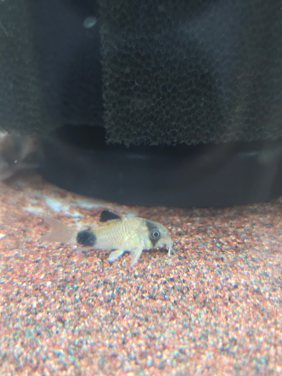 熊貓鼠5隻