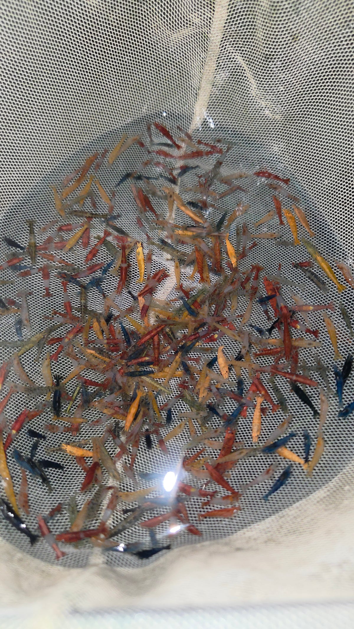 綜合米蝦100隻