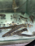 鱷魚恐龍王
