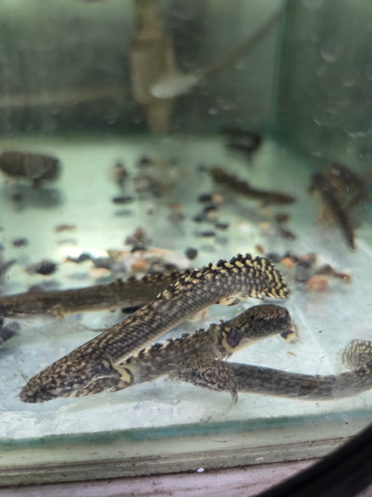 鱷魚恐龍王