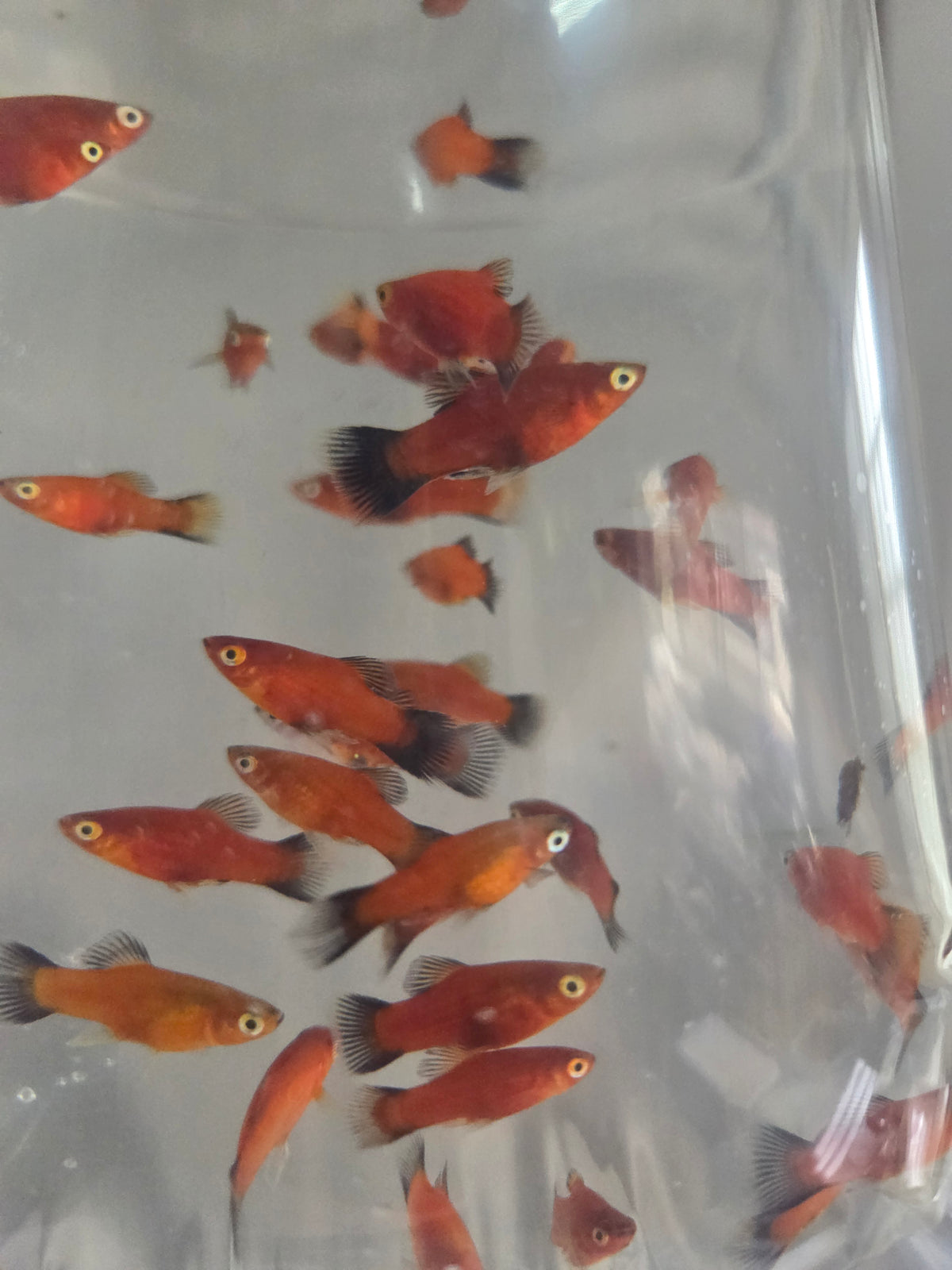 黑尾太陽12隻