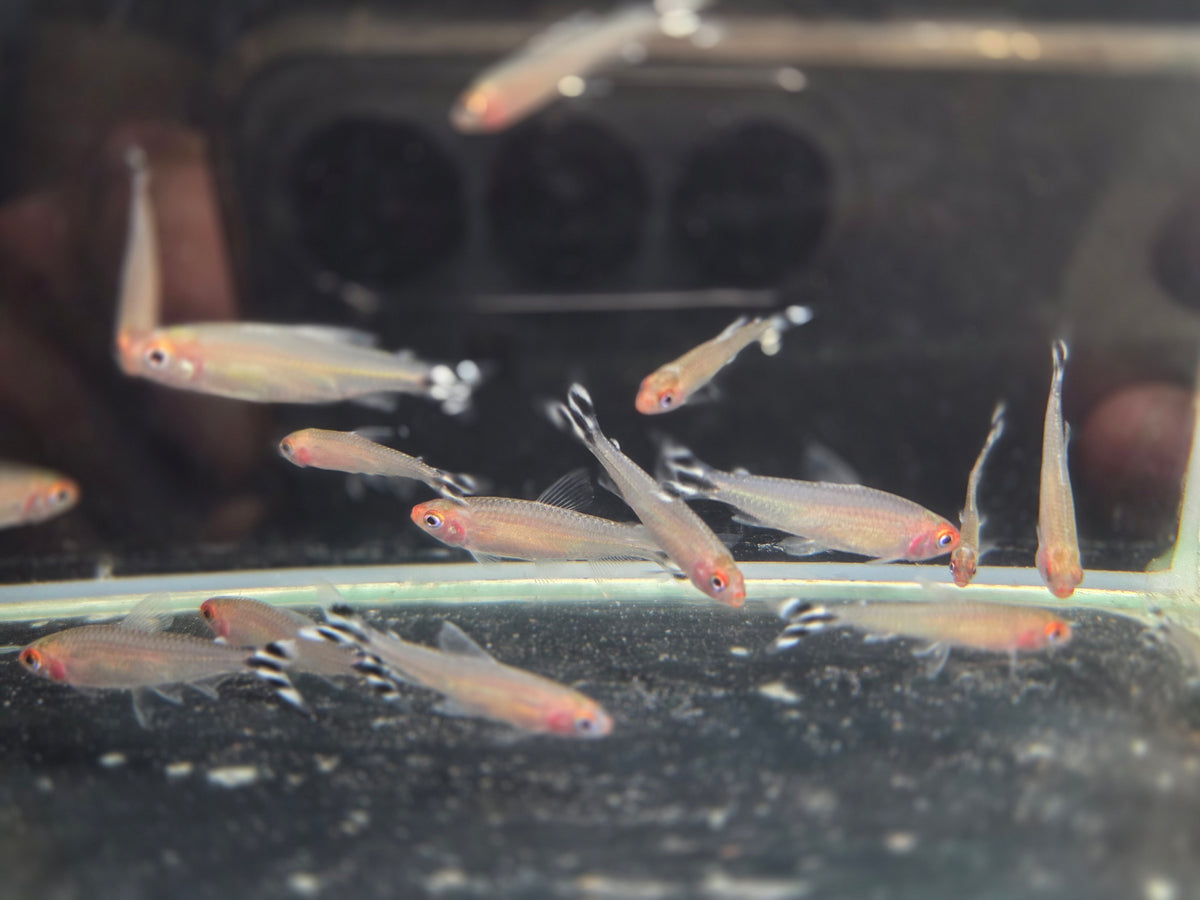 紅鼻剪刀10隻