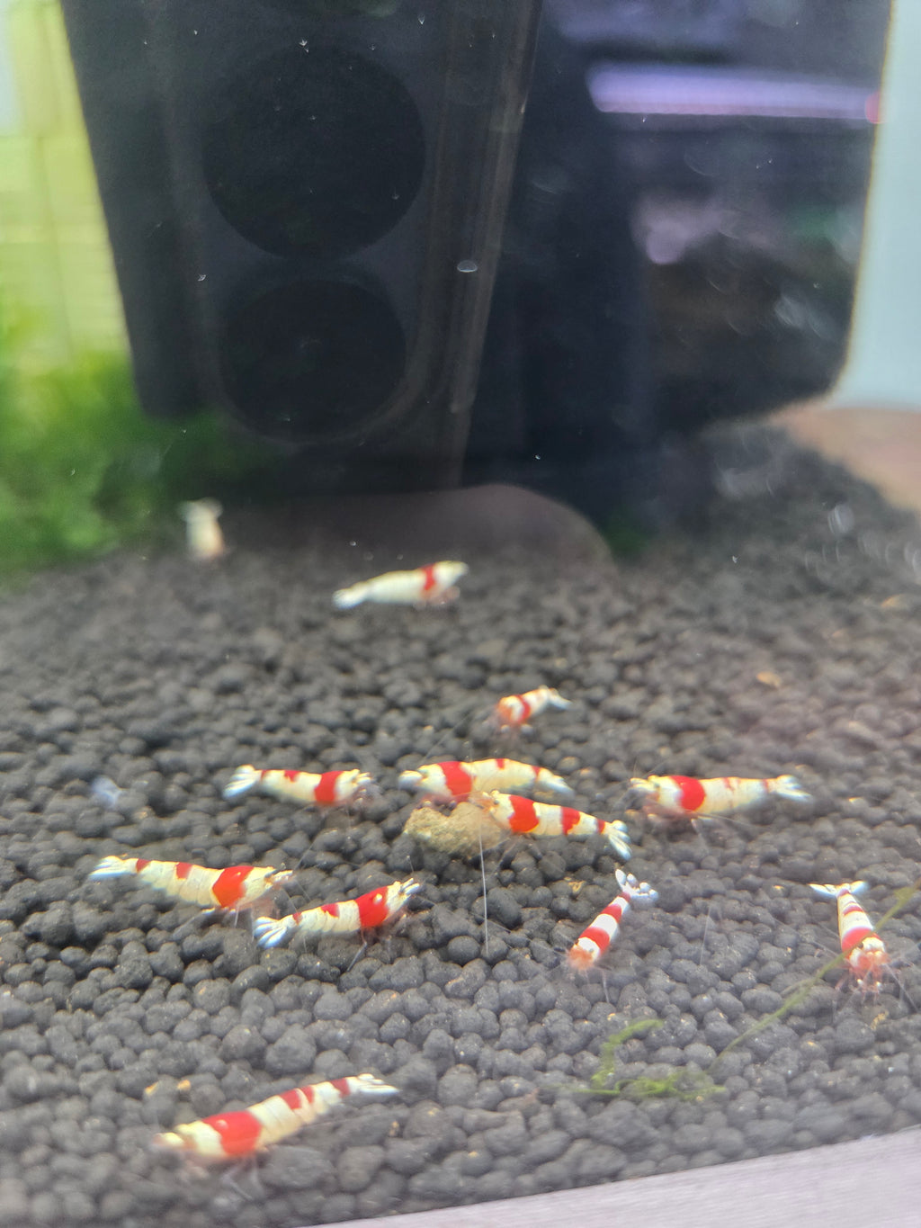 紅白水晶蝦