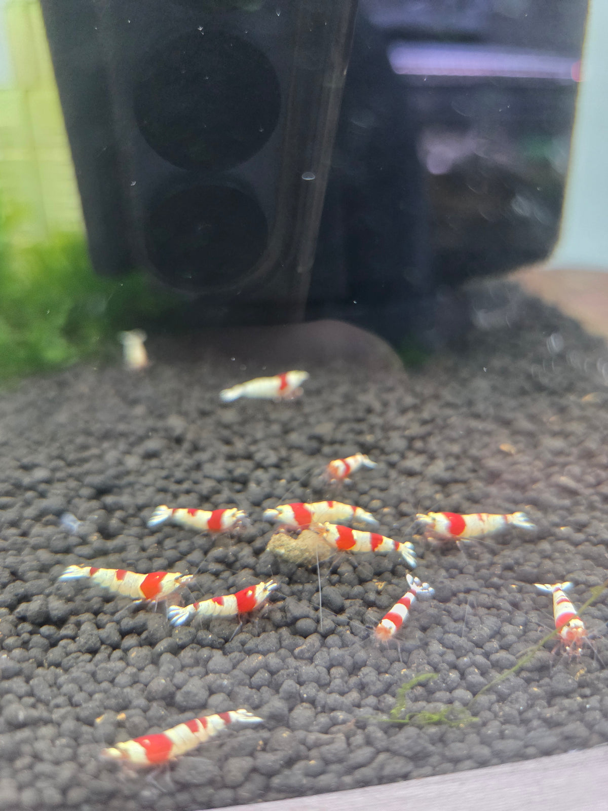 紅白水晶蝦