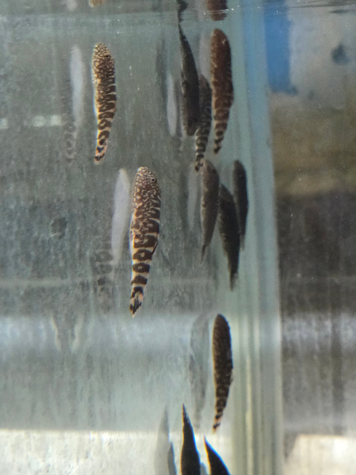 提琴鼠2隻