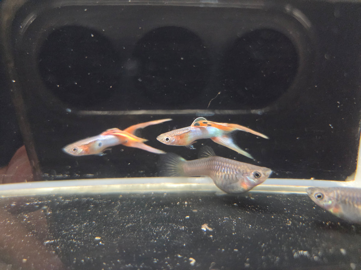 日本藍紅雙劍3對