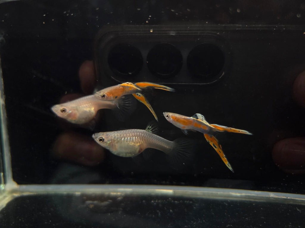 珊瑚紅雙劍3對