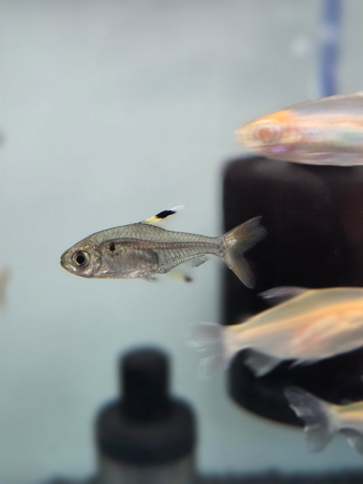 白帆玫瑰鯽5隻