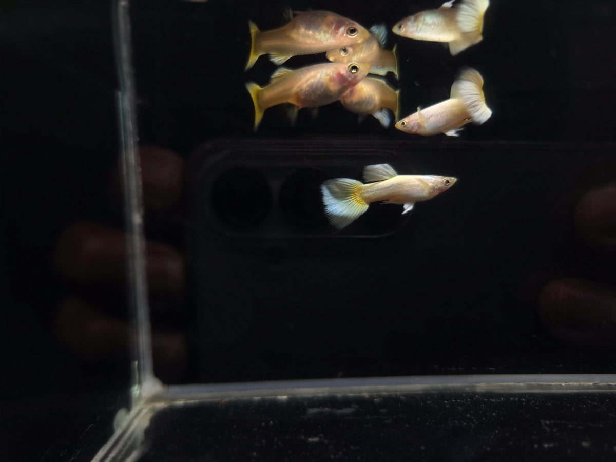 黃金甲孔雀（黃尾24K）3對