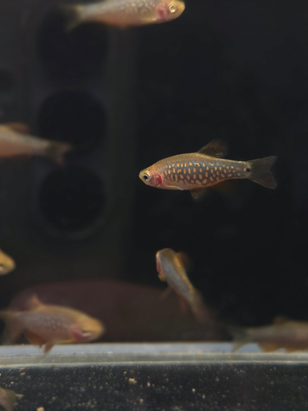 夢幻金鑽3隻