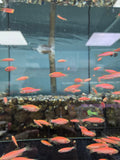 粉紅仙子10隻